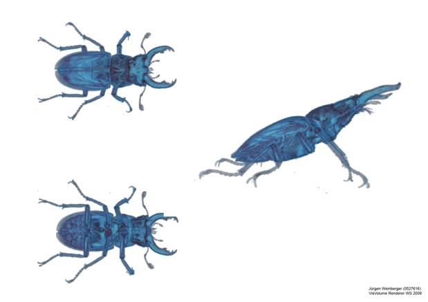 Weinberger - Beetle .jpg
