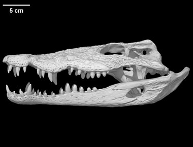 Crocodile