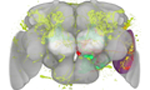 VRVis Image 3