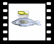 Carp