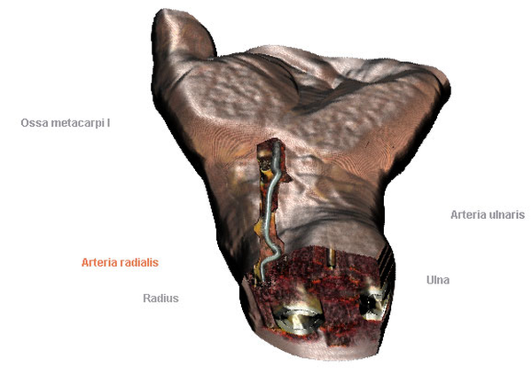 image1: hand - arteria radialis