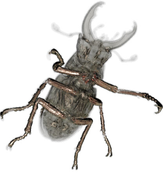 image4: stag beetle - legs