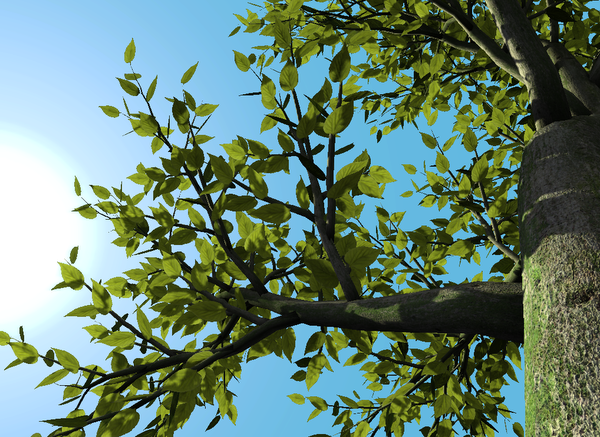 Screenshot: Physically based translucency on a tree