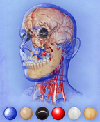 Head: Illustrative volume rendering of a human head using style transfer functions