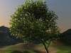 Animated Tree