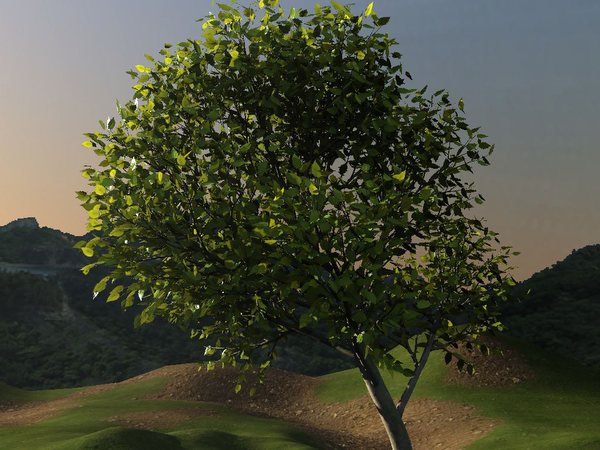 Image: Animated Tree