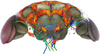Visualization of neural clusters in the fly brain