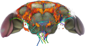 Flybrain: Visualization of neural clusters in the fly brain