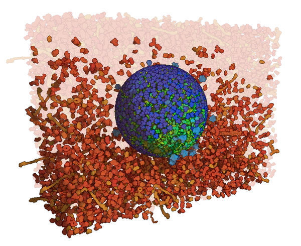 image2: This image demonstrates the ghosting effect when cutaway visualization of the HIV has been applied.