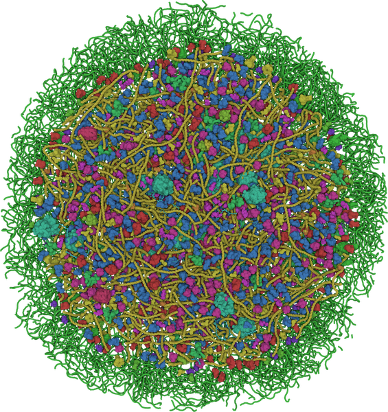 image3: Visualization of the Mycoplasma bacterium model.