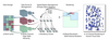 Figure 1.1: Overview of our method. Volume bricks of different resolution levels and channels are streamed into a
brick cache (a), and referenced via a multi-channel page-table hierarchy (b). The residency octree (c) keeps track of the
correspondence between spatial regions and the cache residency of bricks of different resolutions, enabling mixed-resolution,
multi-channel rendering (d) with efficient, adaptive substitution of missing higher resolutions by available lower resolutions.
Traversal happens for spatial regions corresponding to octree nodes instead of memory pages and is also independent of the
number of channels. (e) 16-channel rendering of melanoma.