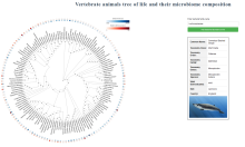 Animals Tree of Life (Second Honorable Mention) 