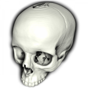 rendered skull